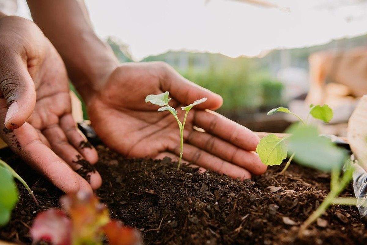 Hands planting over soil.